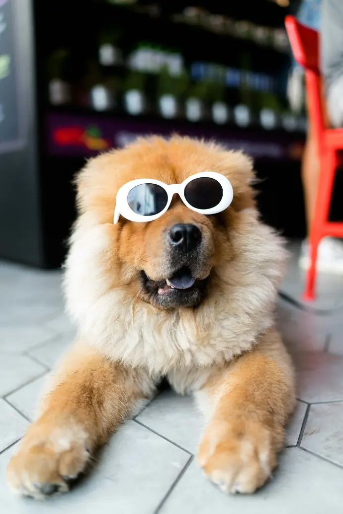 Pet Mania eCommerce